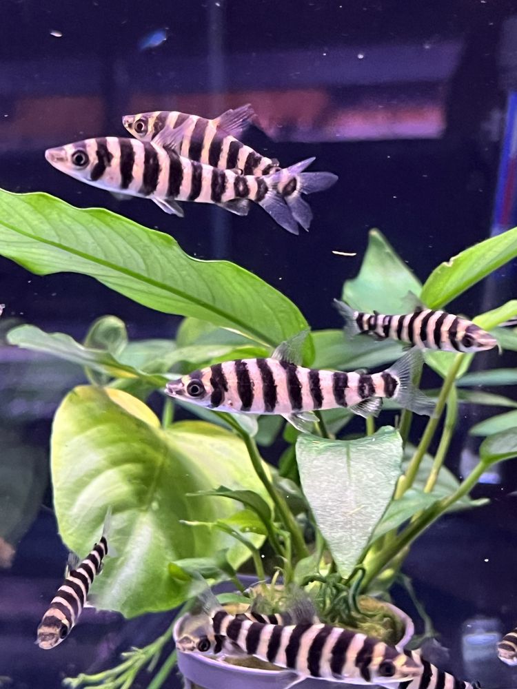 Poziomnik pręgowany (leporinus faciatus) MASSON