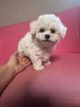 Bichon Frise suczka fci do odbioru