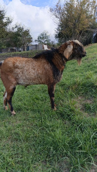 Продається цап АН 93,75. Коза 100% зааненка