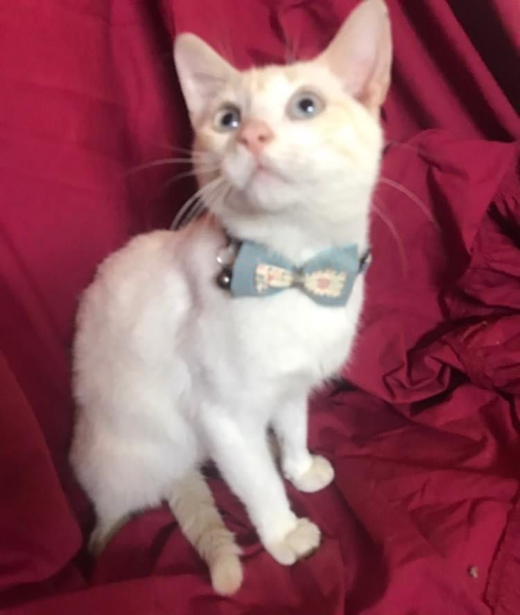 Вакцинований котик