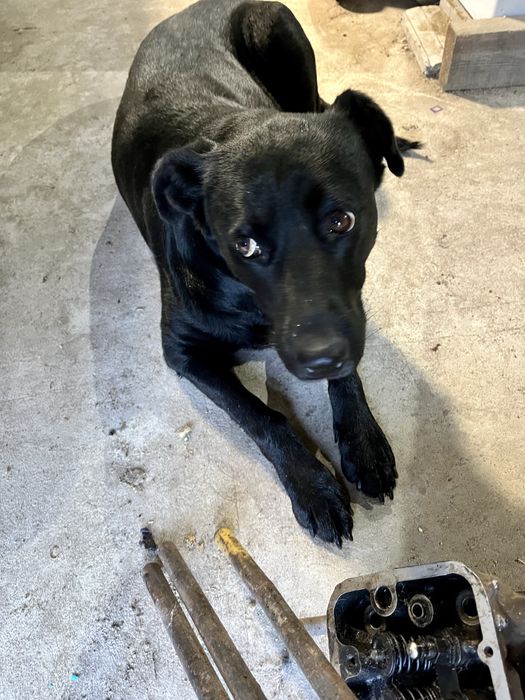 Девочка,стерилизована,привита от бешенствп