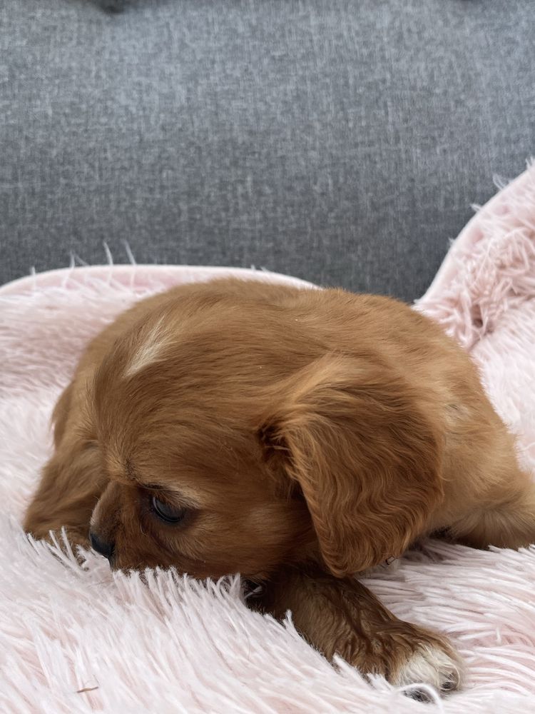 Cavalier King Charles Spaniel piesek