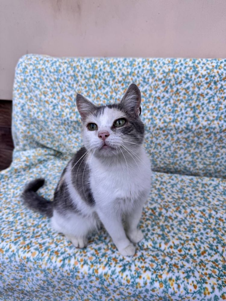 Чудесные котики ищут дом СРОЧНО