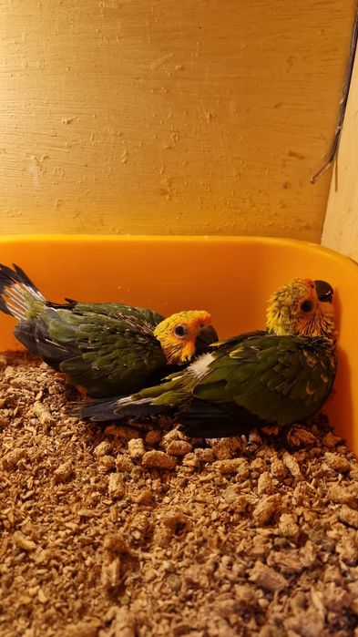 Casal aratinga jandaya