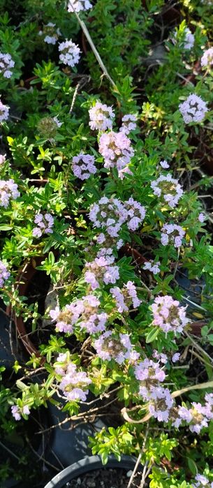 Vende-se plantas aromáticas, flores, árvores de fruto e ornamentais