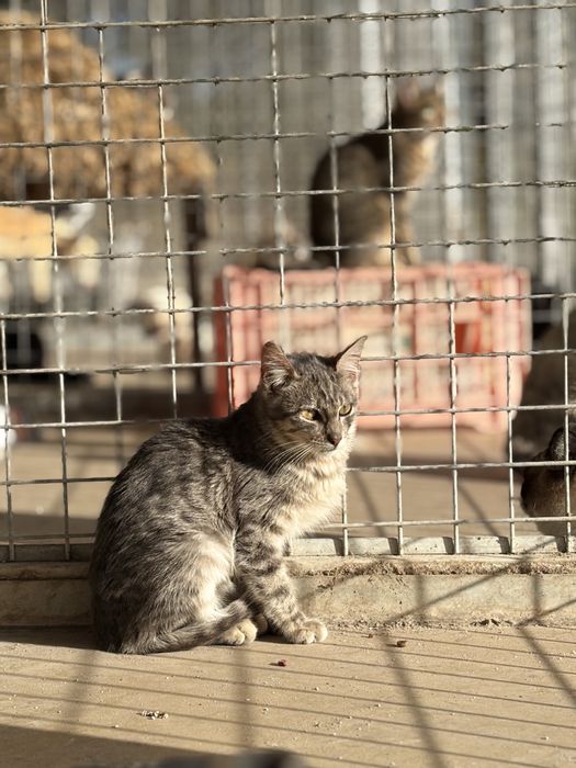 Gatinha tigrada azul para adoção