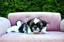 Shih-tzu, szczenie