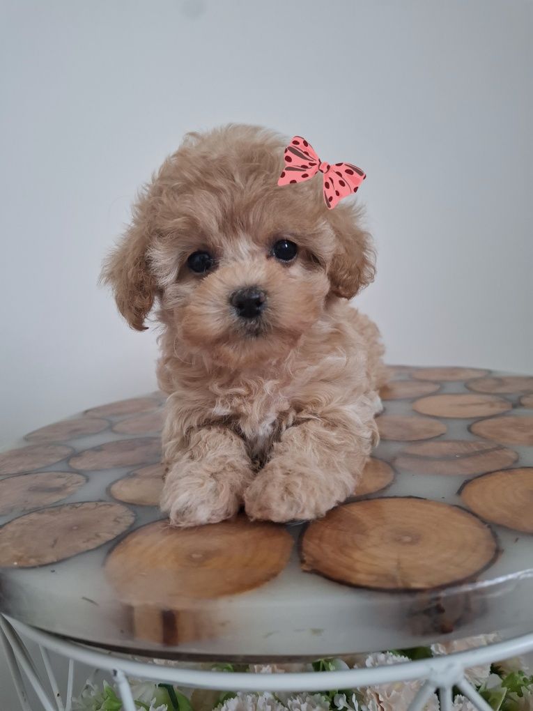 Suczka maltipoo F1