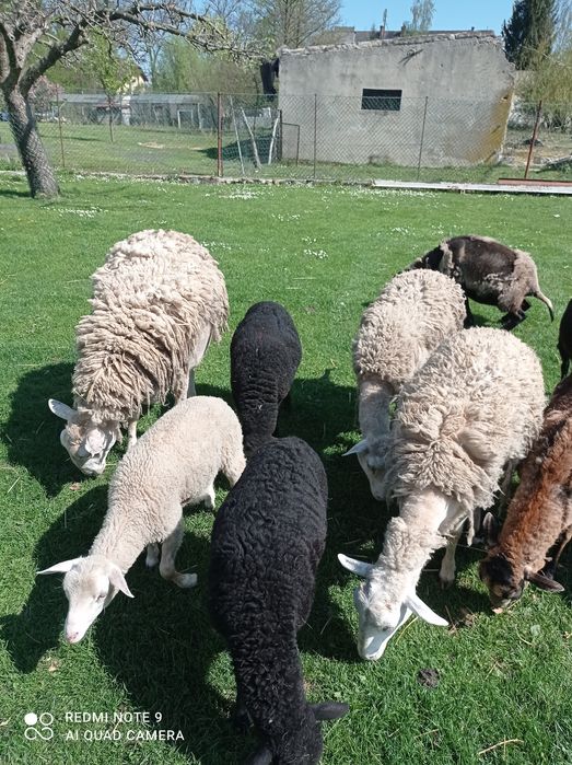 Sprzedam owce. Krzyżówka. Zapraszam.