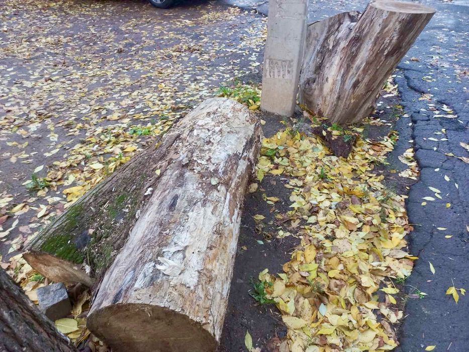 Спиляні дерева на дрова