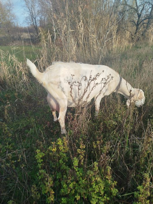 Дойная коза в ответственные руки