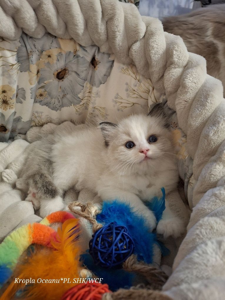 Koteczka Ragdoll rodowód wcf