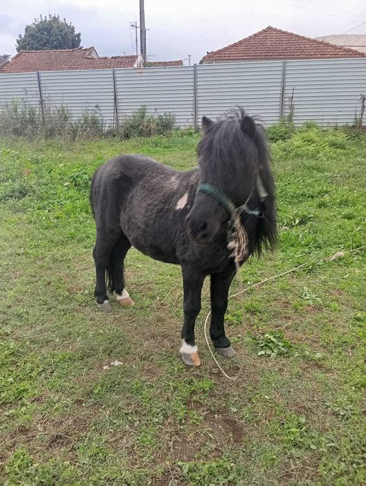 Ponei montado engatado manso