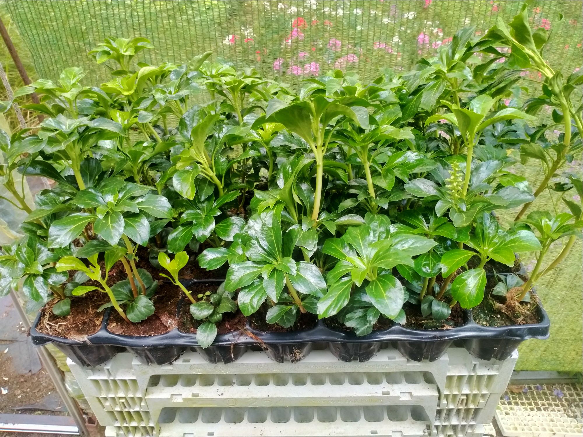 Runianka pachysandra w odmianach
