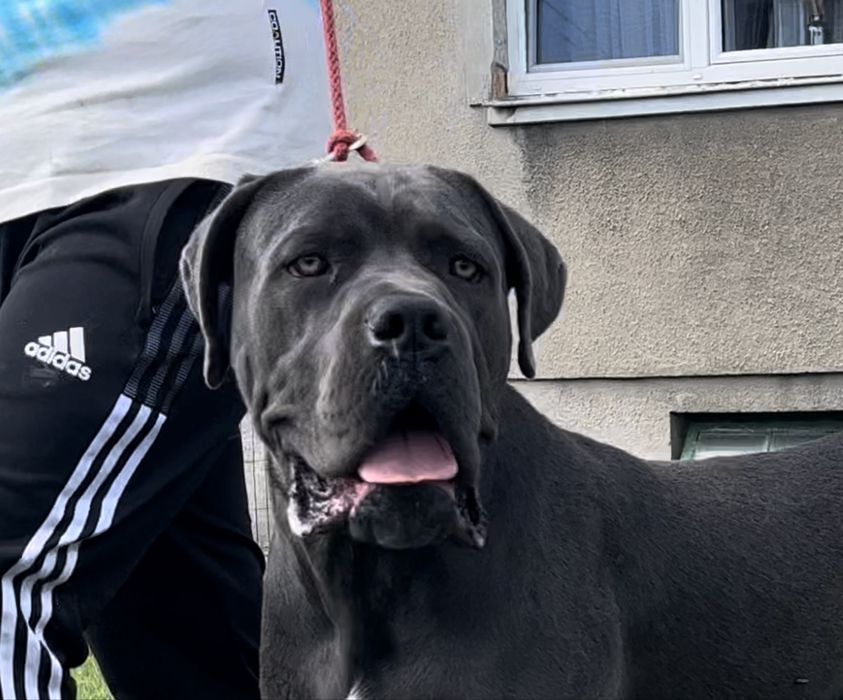 Cane Corso mocna  suczka