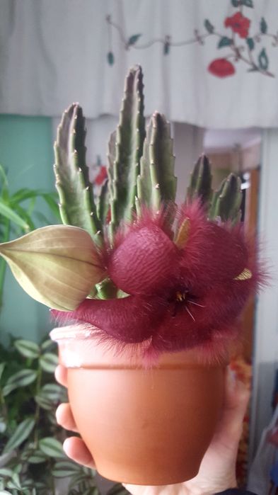 Стапелія грандіфлора