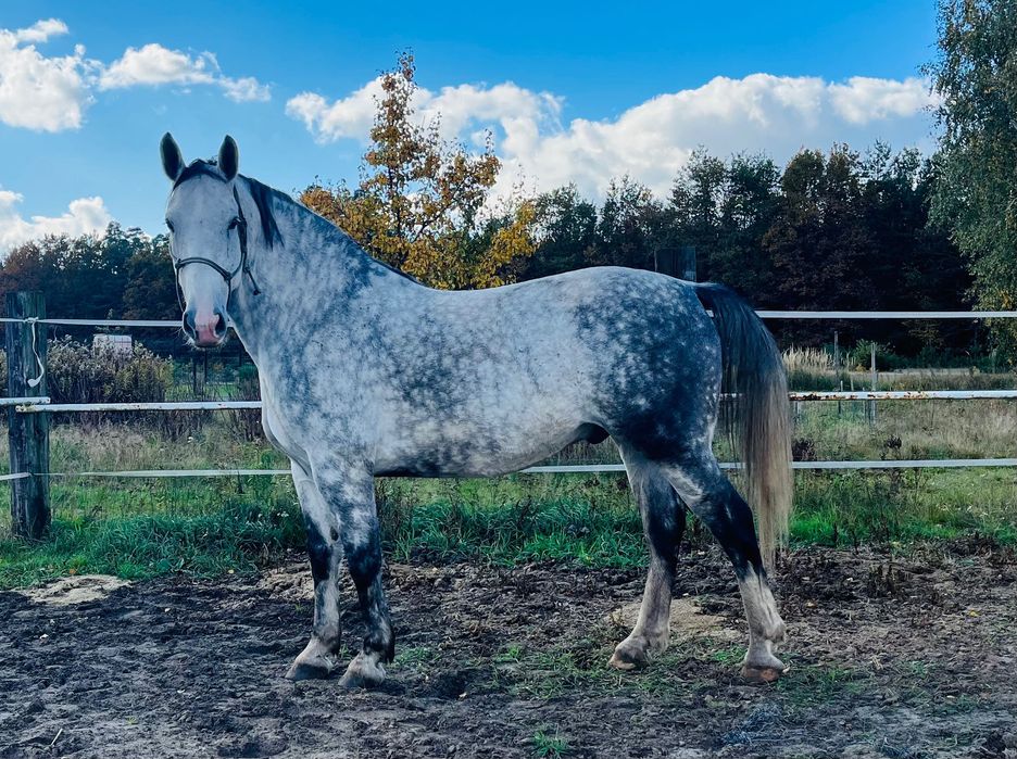 Koń śląski - wałach