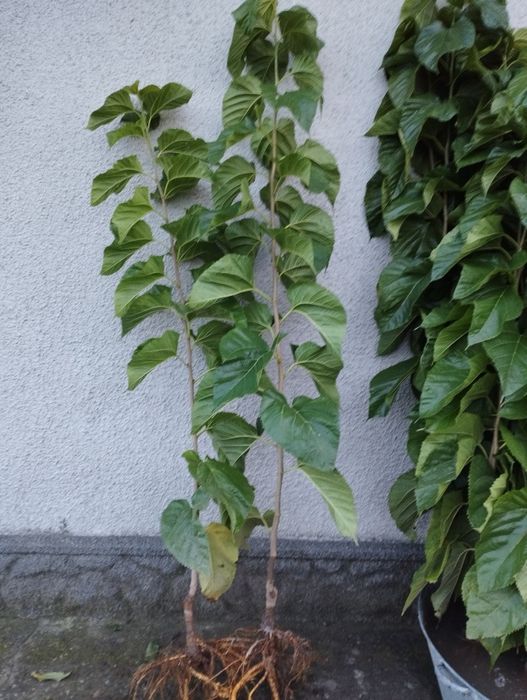 Шовковиця Шеллі, Біле Перо,Сакура Роял Бургунді