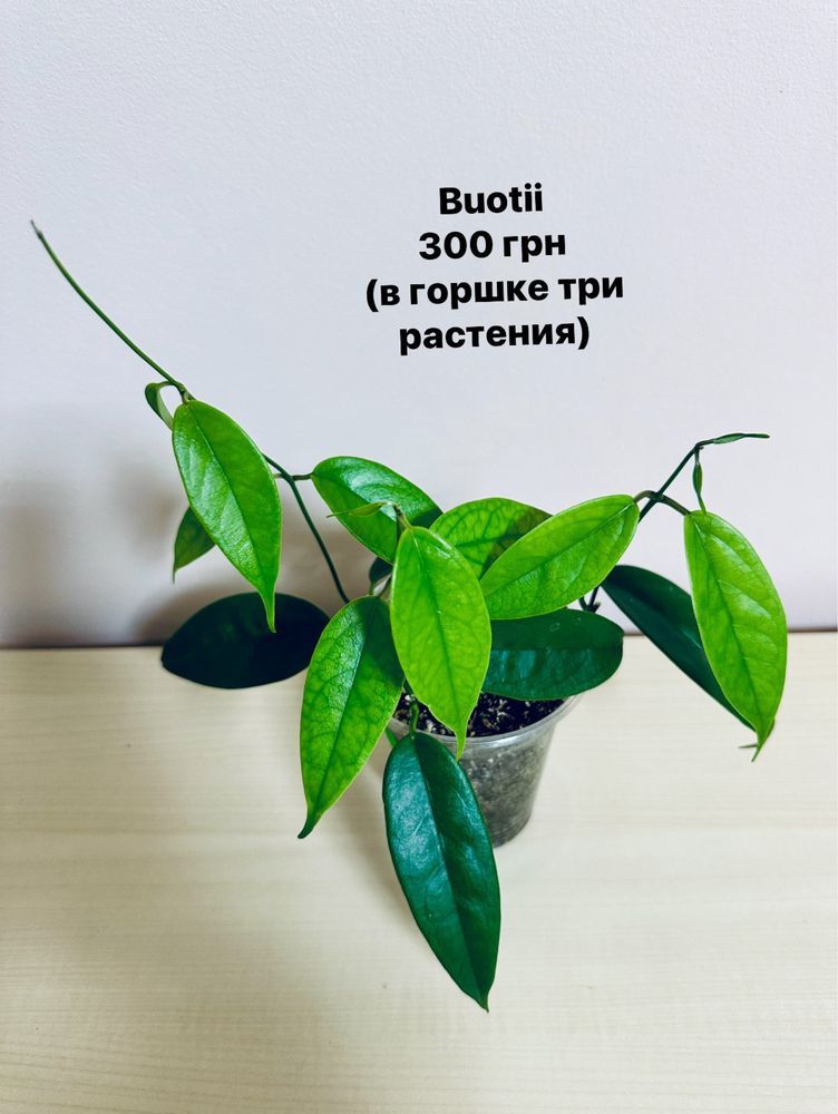 Хойя ( Buotii, Surigaoensis,, Kerrii)