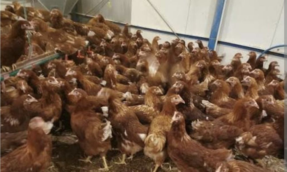 Sprzedam kury Leghorn, Lohman