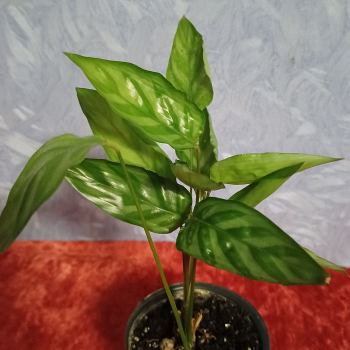 Продам Калатеяґю Ктенана