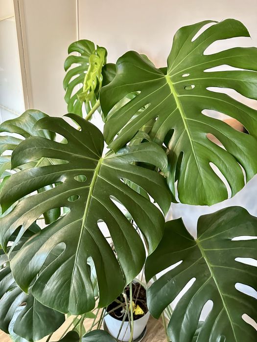 Monstera deliciosa szuka nowego domu