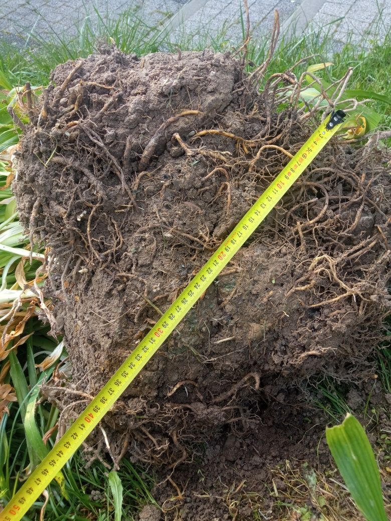 Karpa liliowca rdzawego 40 cm