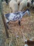 Cabrito cruzado anglenubiano