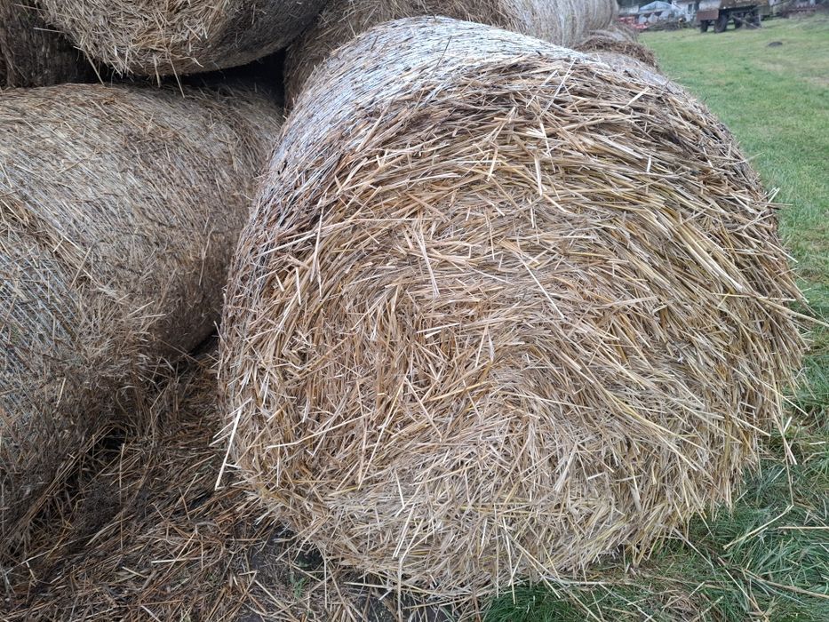 Sprzedam słomę , siano, sianokiszonke i zboże zyto