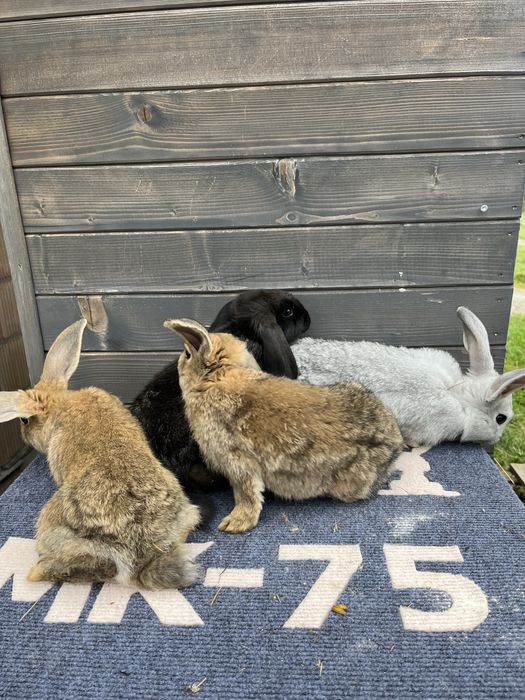 Mlode kroliki mieszańce