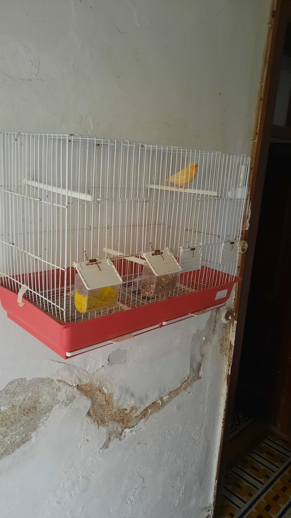 Vendo 5 gaiolas grandes todas têm um canário macho.