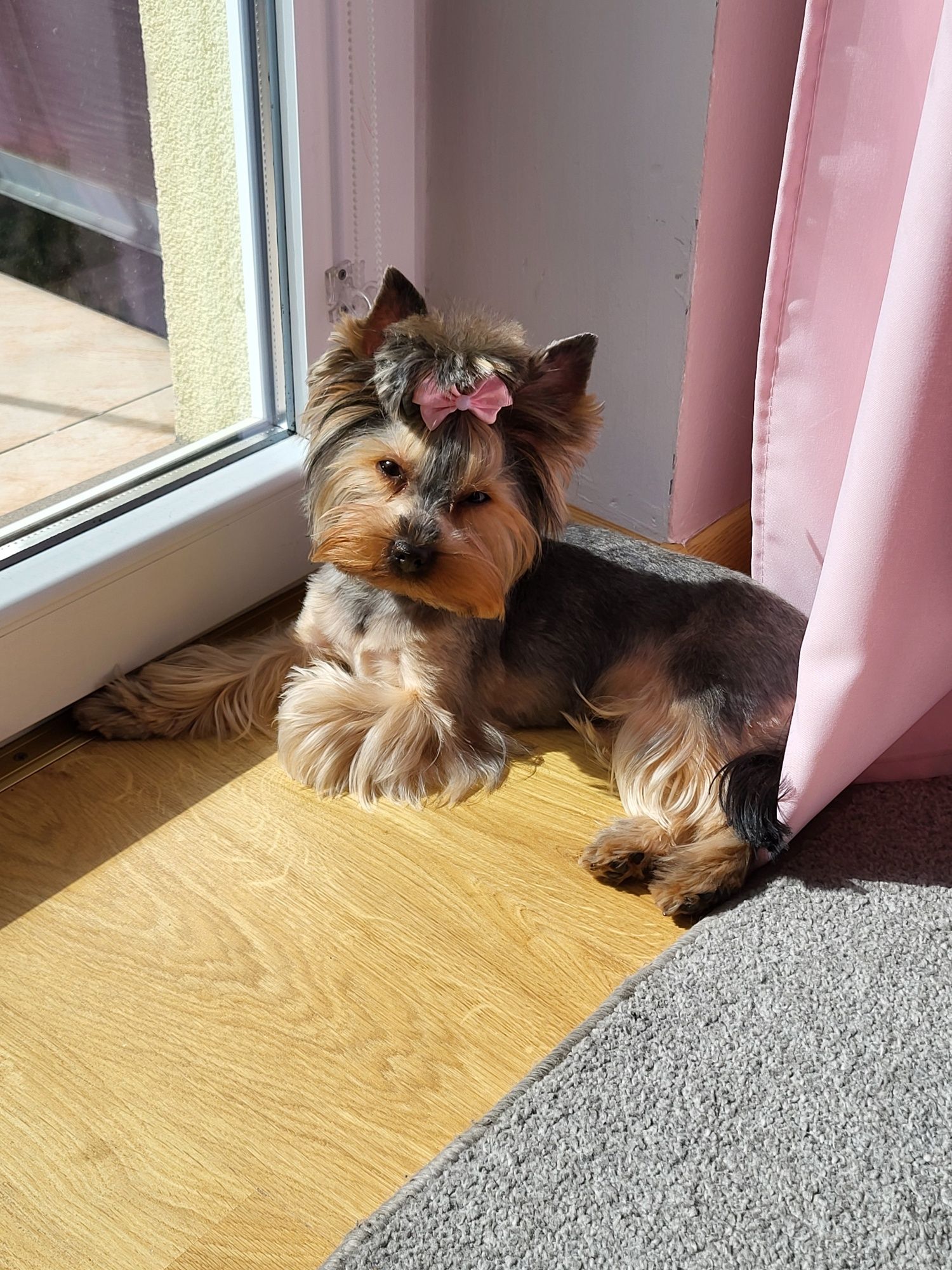 Yorkshire terrier suczka