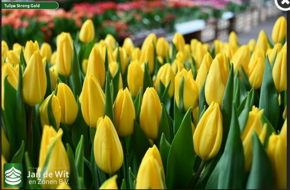 Якісні цибулини тюльпанів 12+ (Нідерланди)
