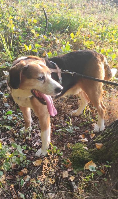 Jestem Rex w typie beagle - byłem na łańcuchu... marzę o domu