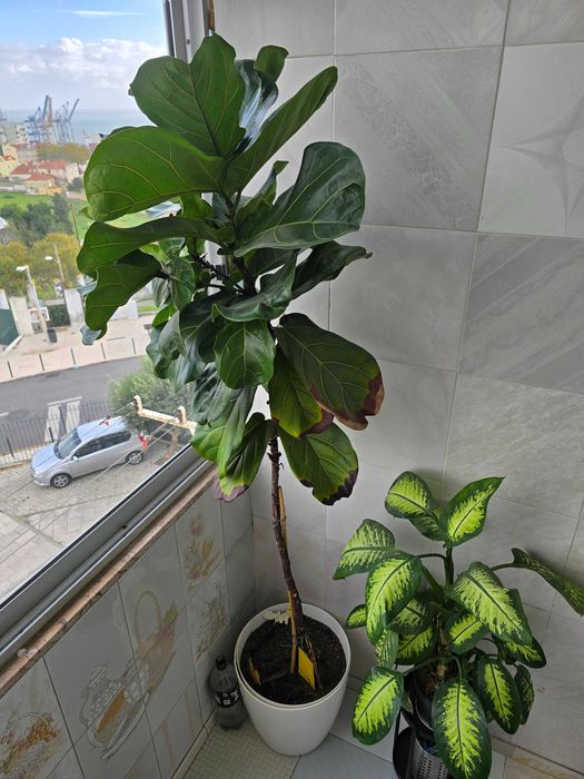 Plantas 6x com vasos