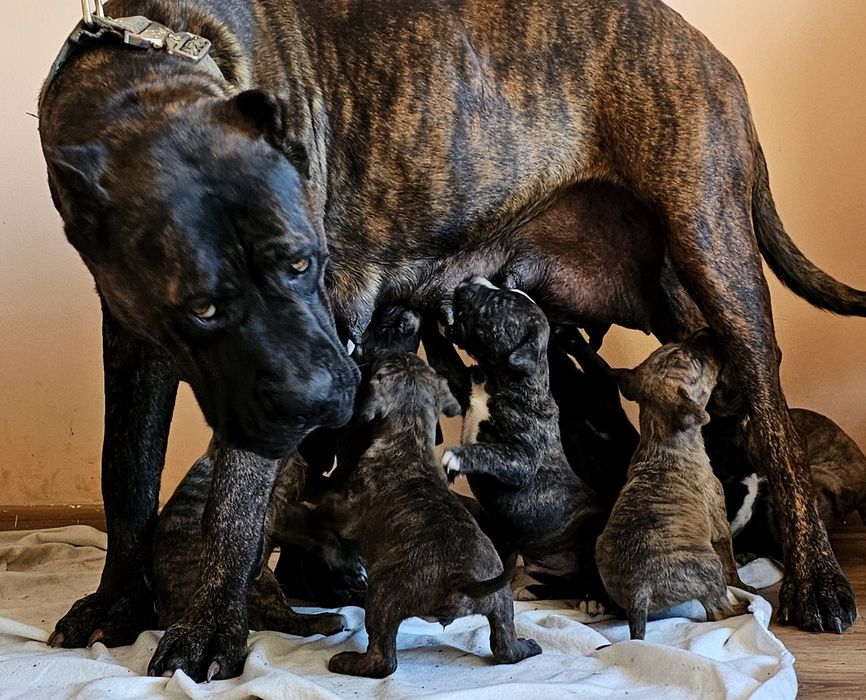 American Bandog - pitbull mastif mastino