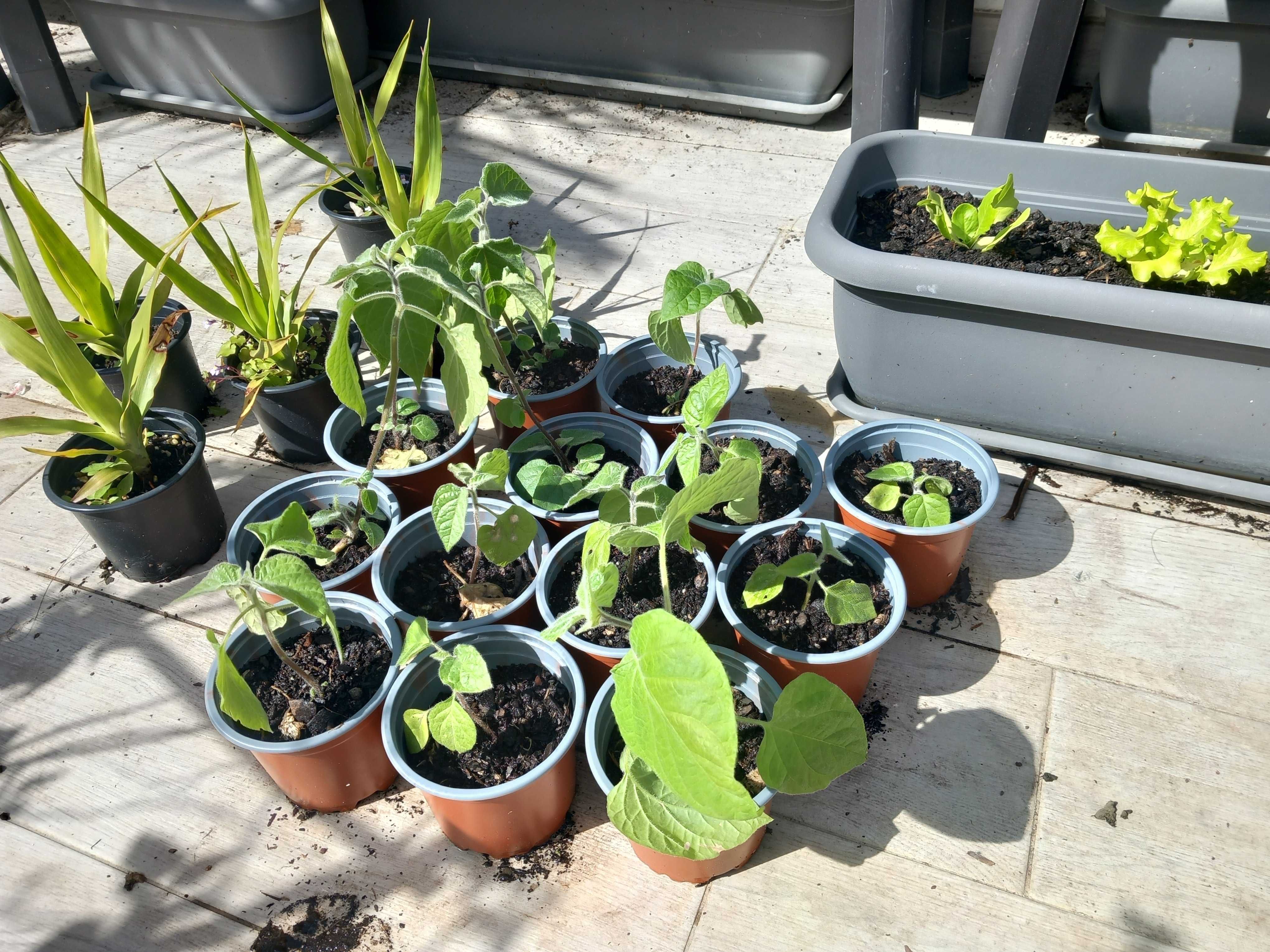 Dragoeiros e physalis