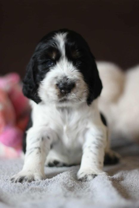 Springer spaniel angielski piesek