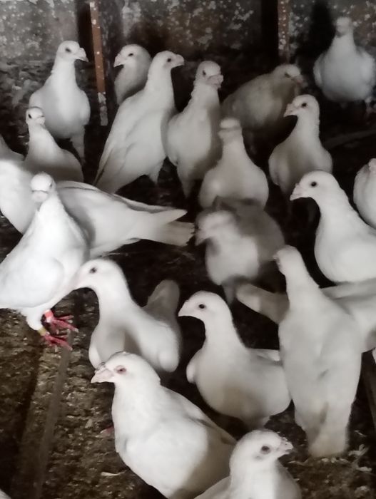 Białe pocztowe na grubym dziobie