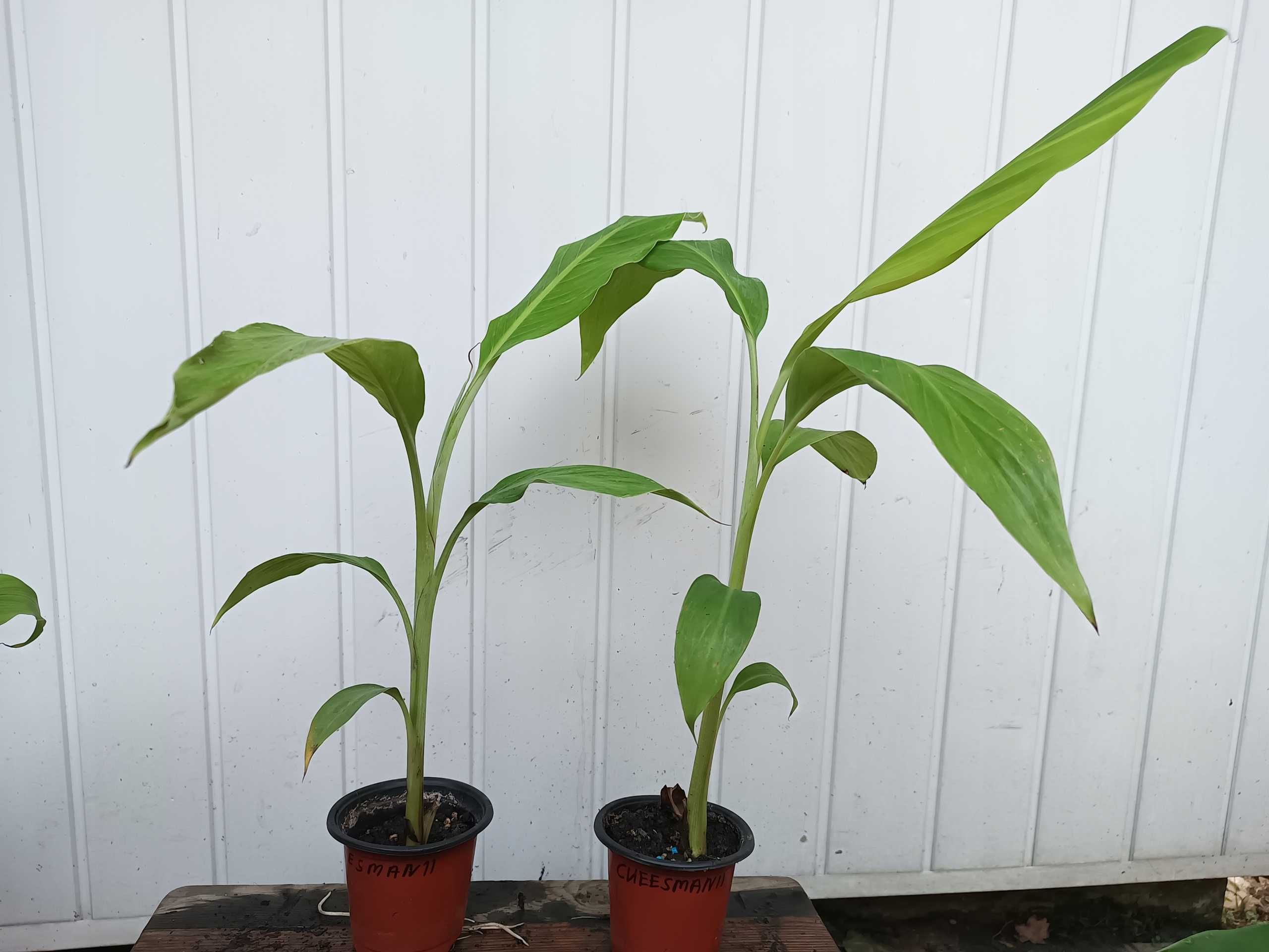 Bananowiec MUSA CHEESMANII banan 20-30CM sadzonka P9