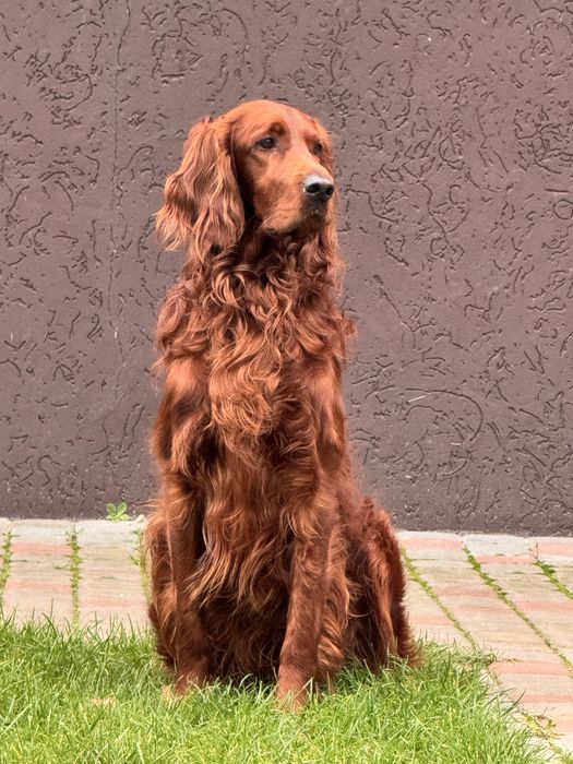 Кобель червоного ірландського сеттера для вʼязки
