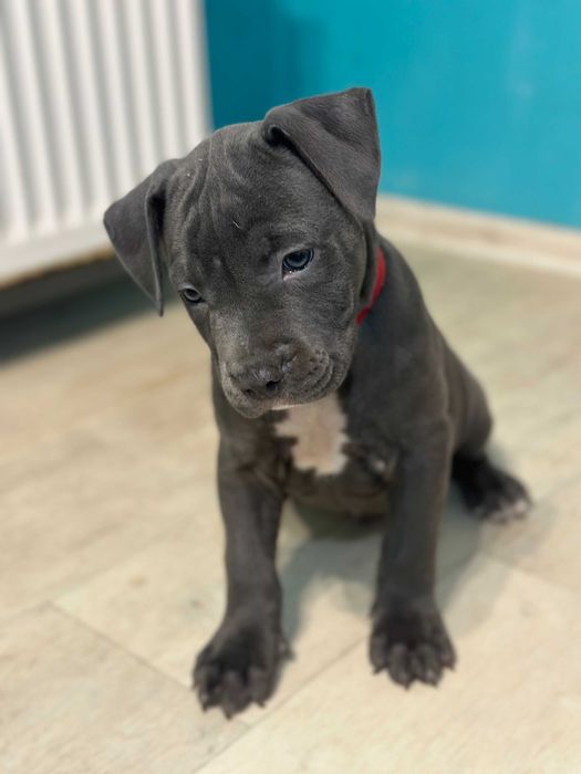 Цуценя хлопчик кобель Амстаффа АСТ американський стаффорд