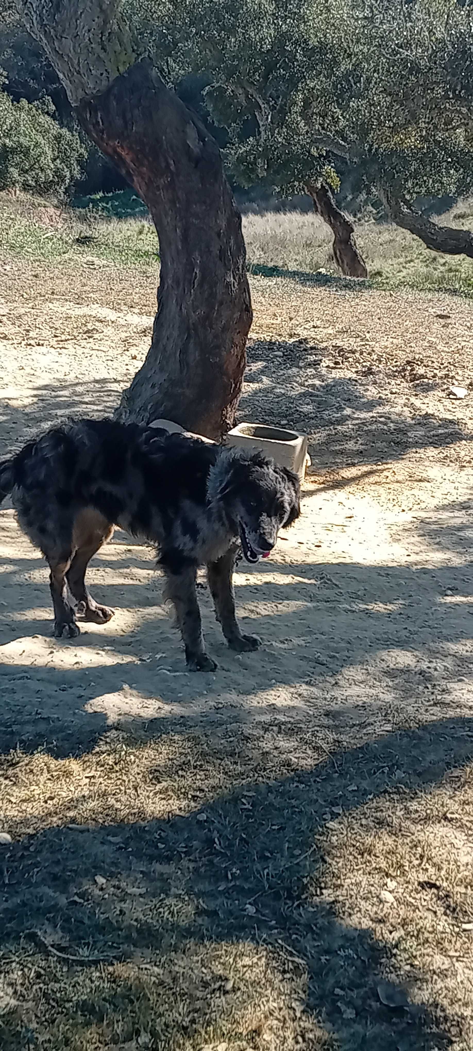Vende-se Burro e 2 Caes