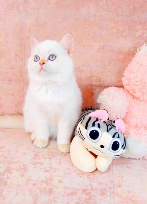 Чарівна голубоока дівчинка красунечка чекає на свою сім'ю