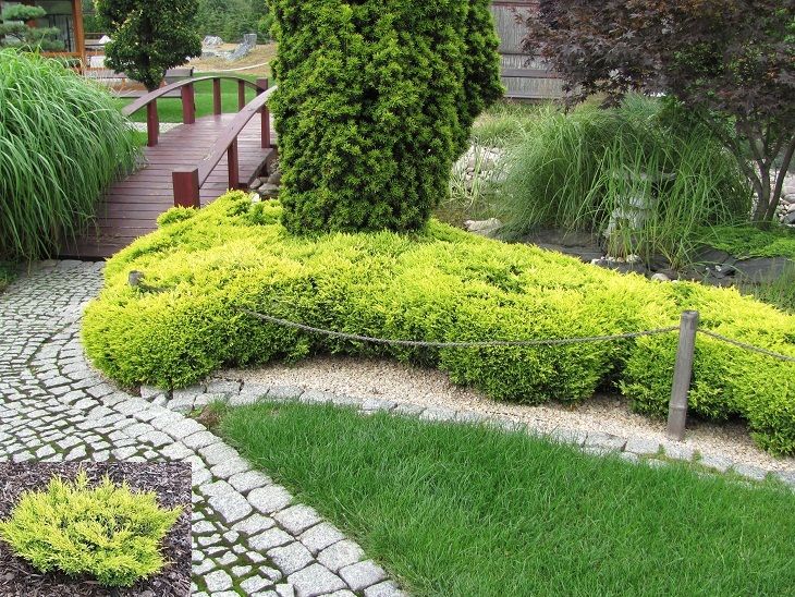 Jałowiec Płożący Limeglow Złoty Żółty na skarpy rabaty Wysyłka