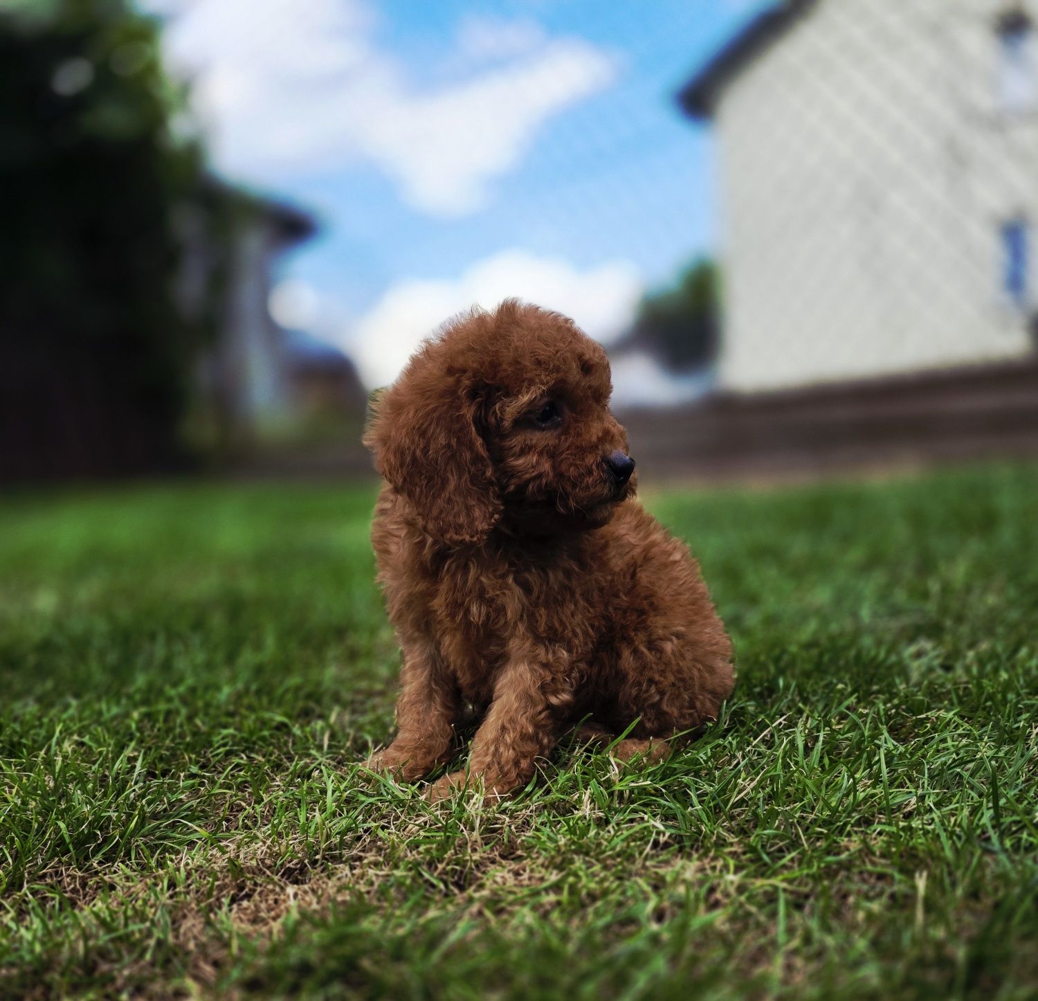 Pudel miniaturowy piesek