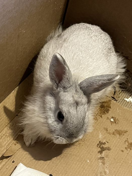 Подаруємо кроля