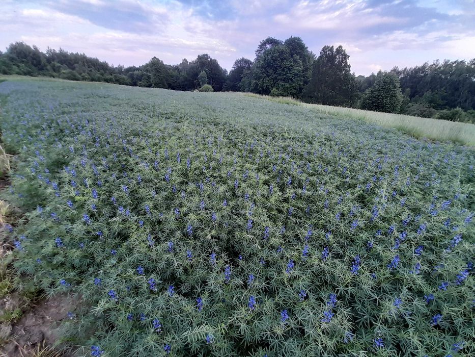 Sprzedam łubin gorzki wąskolistny