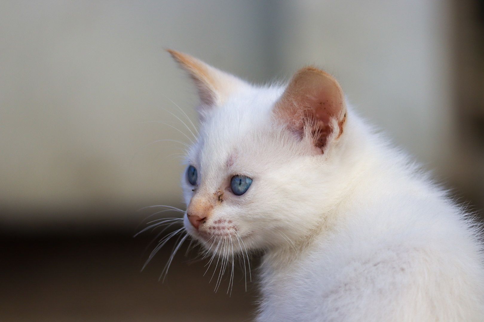 Gatos com 5 semanas para adoção