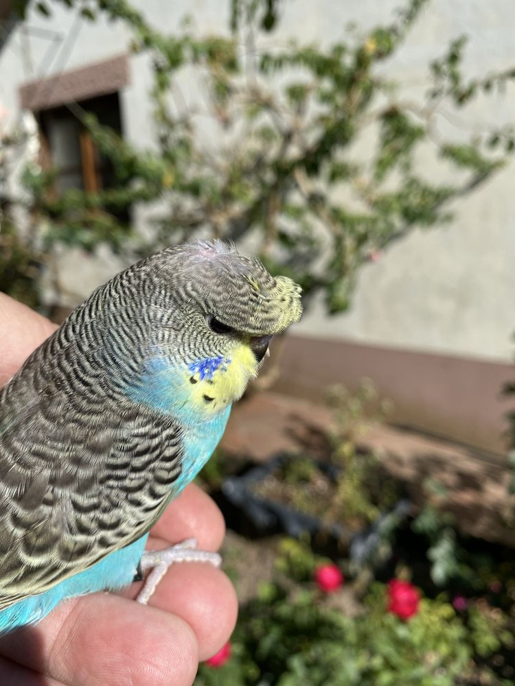 Periquito domesticado com gaiola exclusividade